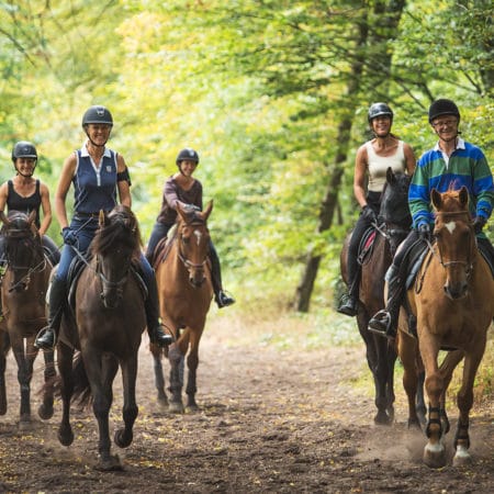 Balade en foret