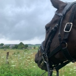 horseback ride