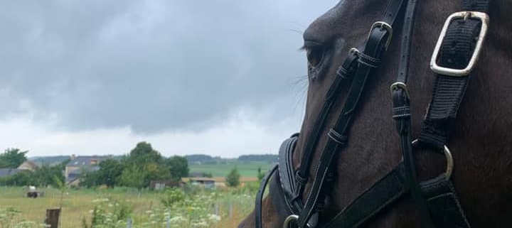 horseback ride