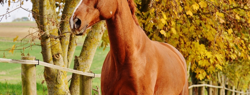 automne à cheval