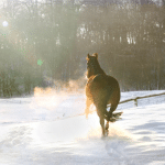 hiver neige cheval