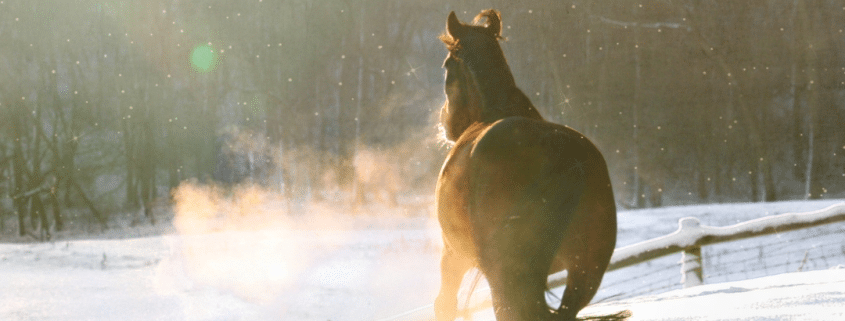 hiver neige cheval