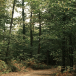 Balade à cheval en forêt de Saint-Germain : une échappée nature à deux pas de Paris