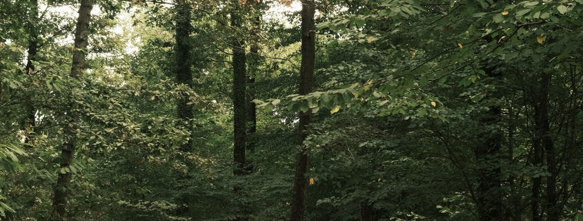 Balade à cheval en forêt de Saint-Germain : une échappée nature à deux pas de Paris